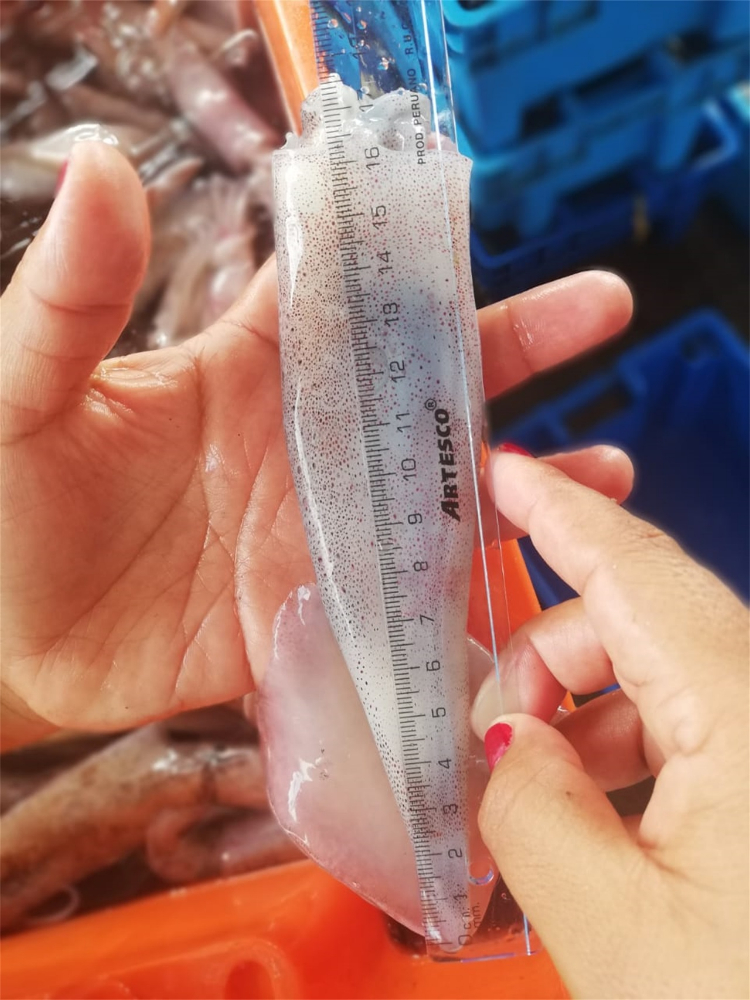 筆管魚(yú) NEEDLE SQUID