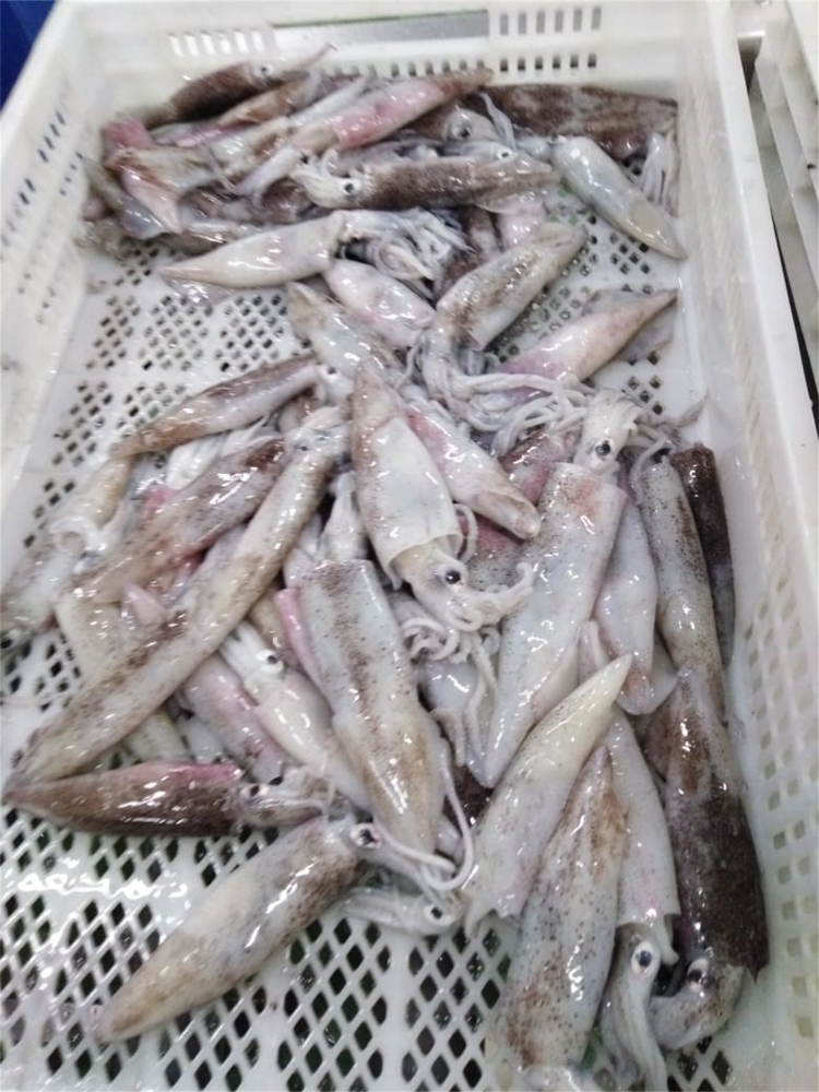 筆管魚(yú) NEEDLE SQUID