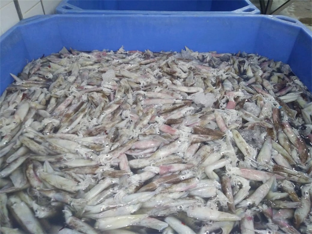 筆管魚(yú) NEEDLE SQUID