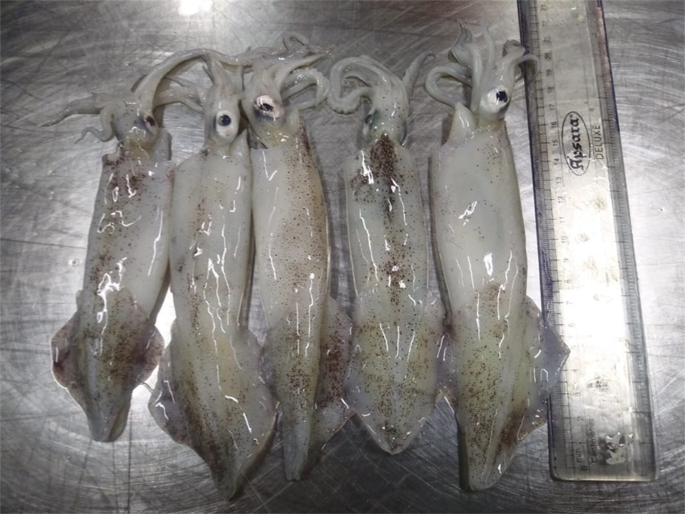 筆管魚(yú) NEEDLE SQUID