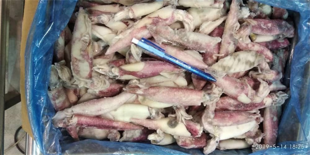 筆管魚(yú) NEEDLE SQUID