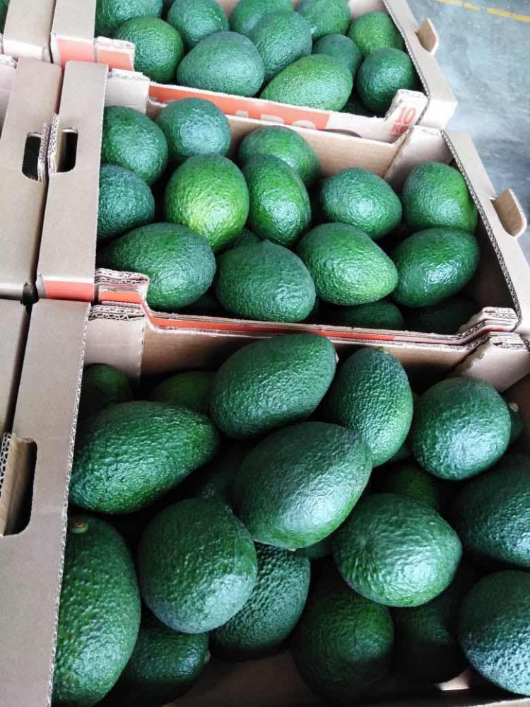 秘魯牛油果 PERUVIAN AVOCADO