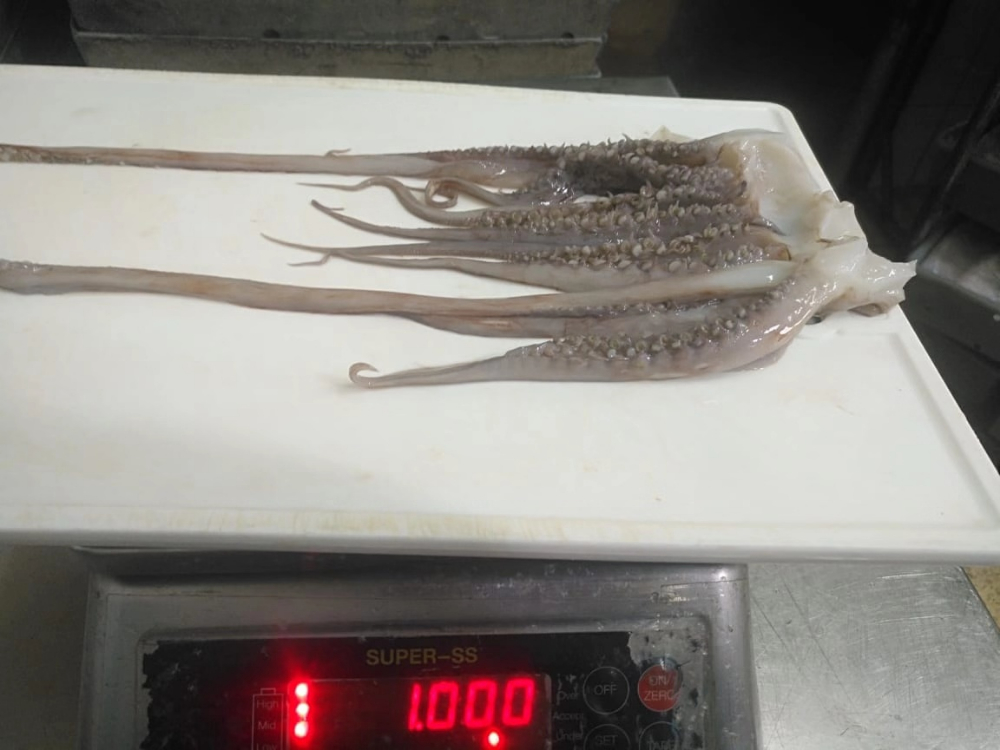 冷凍魷魚須 FROZEN GIANT SQUID TENTACLES