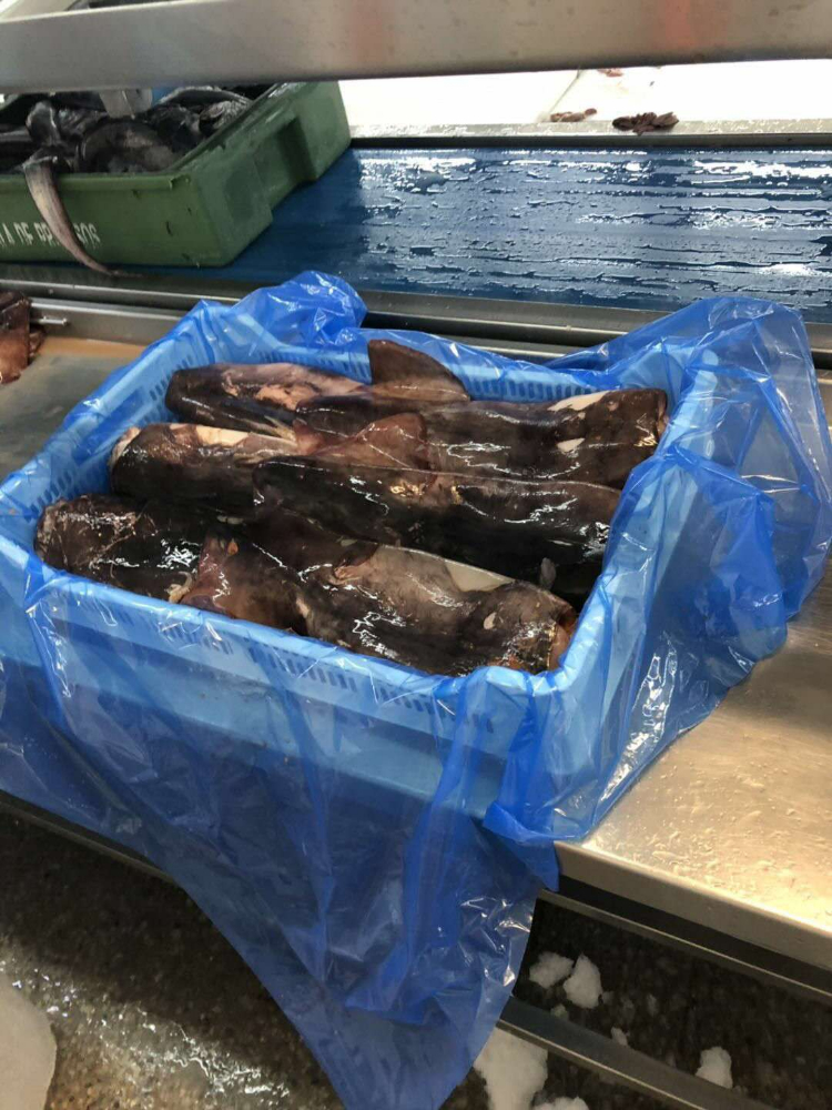 冷凍魷魚(yú)原條 FROZEN WHOLE GIANT SQUID