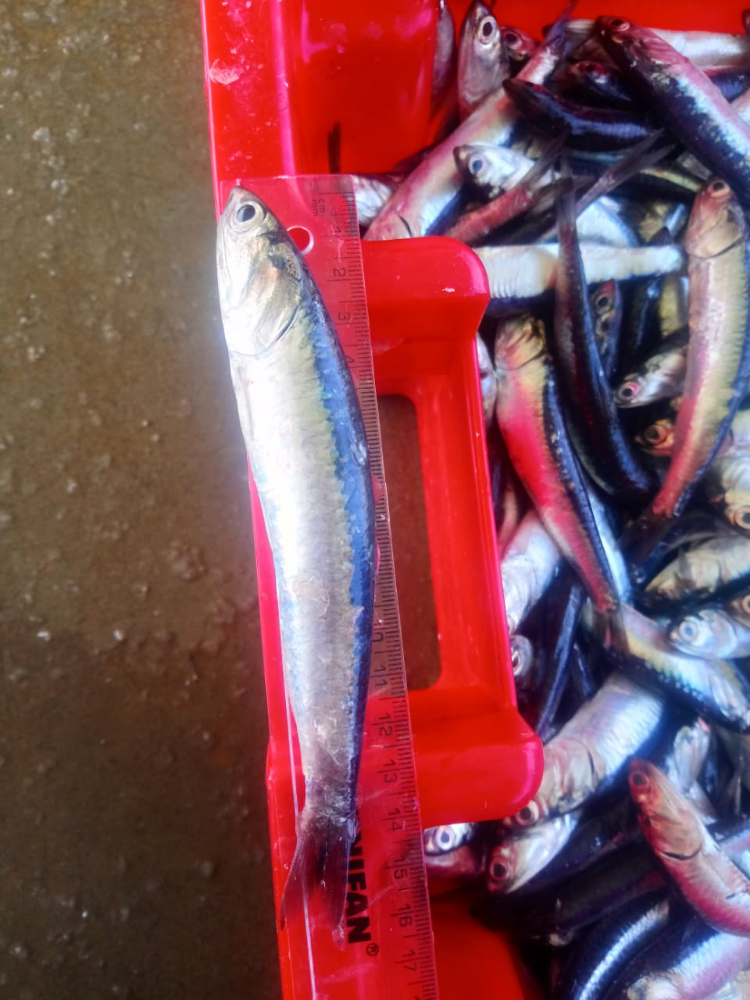 冷凍鳀魚(yú) FROZEN WHOLE ANCHOVY