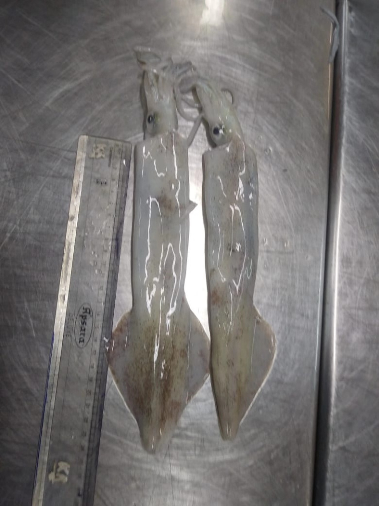 ?筆管魚(yú) NEEDLE SQUID