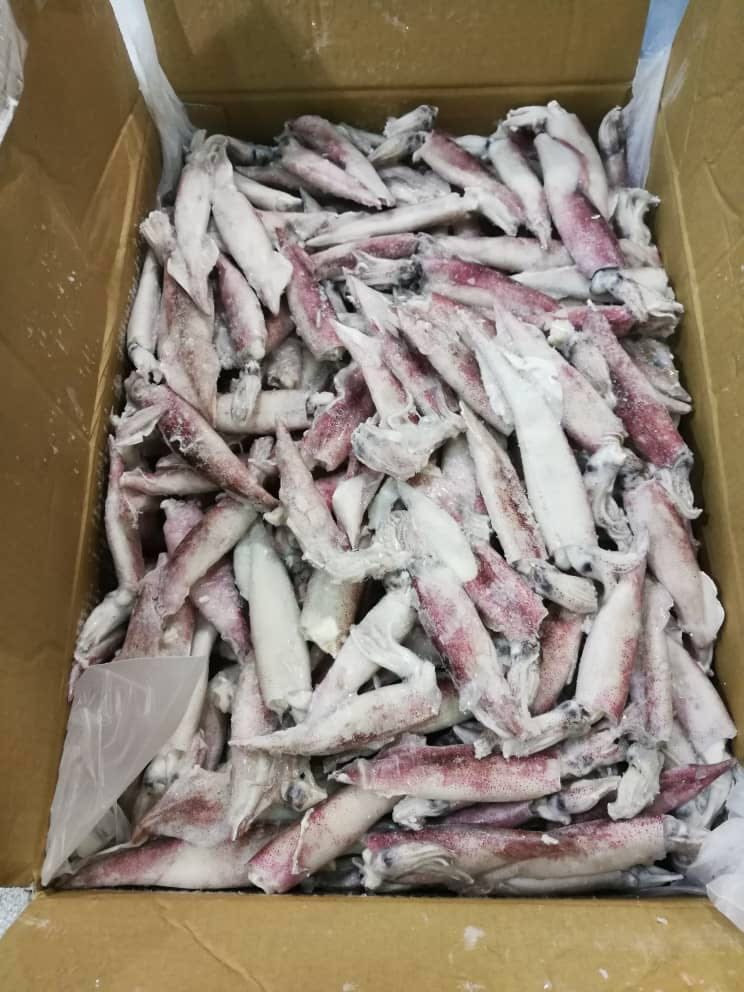 筆管魚(yú) NEEDLE SQUID