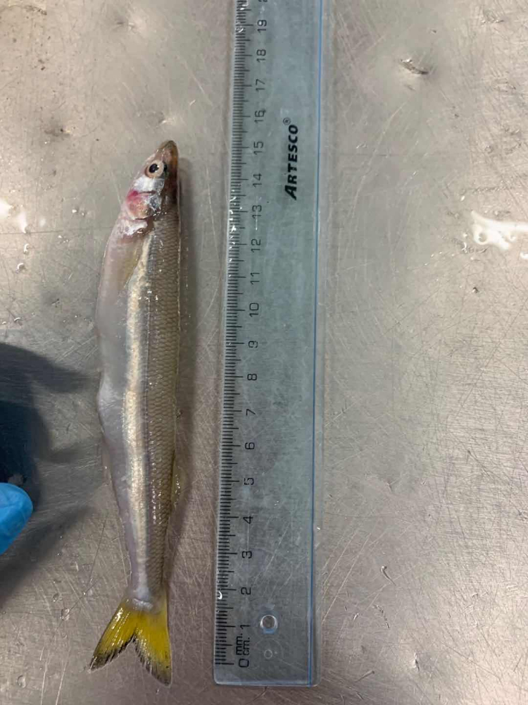 胡瓜魚(yú) FROZEN SILVER SMELT